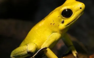 Quiz Amphibiens
