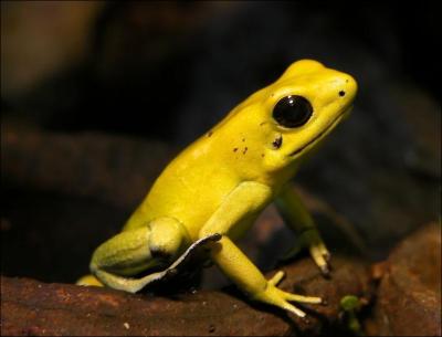 Cet amphibien de la famille des Dendrobatidae est appel koko de Colombie. Malgr sa couleur vive, il est totalement inoffensif. Vrai ou faux ?