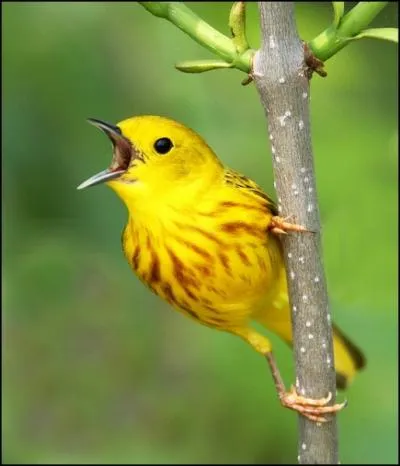 O peut-on apercevoir des parulines jaunes  l'tat sauvage ?
