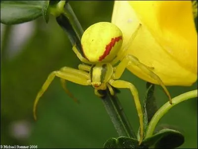 Cette araigne est une Misimena vatia. Pourquoi l'appelle-t-on couramment araigne-crabe ?