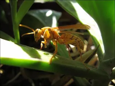 Ces polistes (Polistes olivaceus), communes  Hong Kong, font leur nid sans enveloppe extrieure. Vrai ou faux ?