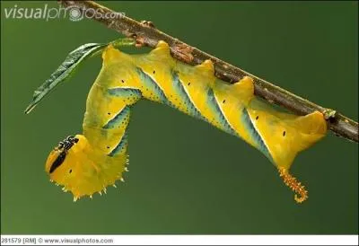 Cette chenille de Sphinx tte de mort peut atteindre facilement une quinzaine de centimtres. O peut-on la rencontrer ?
