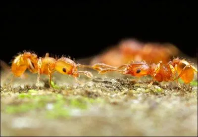 L'index de Schmidt classe les piqures d'hymnoptres selon leur virulence, et c'est une fourmi qui arrive en tte. Vrai ou faux ?