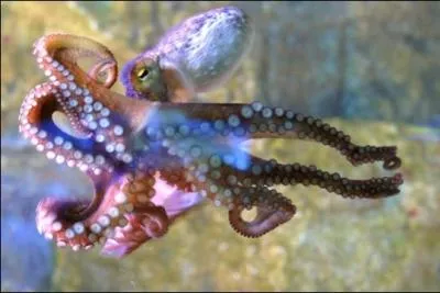 Combien de coeurs a une pieuvre ?