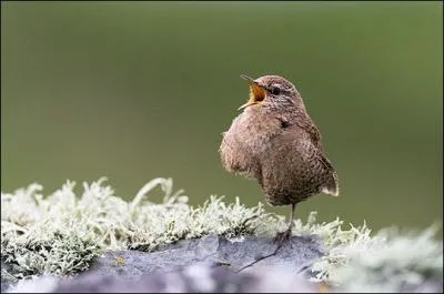 Slectionne la bonne rponse ci-dessous : Cet oiseau ___ prcipit sur les miettes.