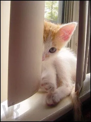 Quel est le type de phrase ? Fidji, le chat d'Edouard, est trs timide.