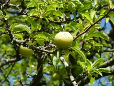 Conjugue le verbe tomber au futur simple de l'indicatif : Le fruit _________ quand il sera mr.