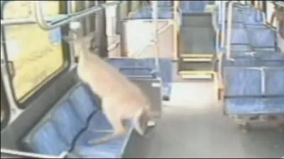 Quel animal a percut la pare-brise d'un bus en Pennsylvanie ?