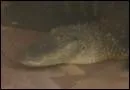 Dans quel tat d'Amrique une famille a-t-elle eu la dsagrable surprise de dcouvrir la prsence d'un alligator dans son foyer ?