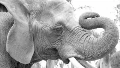 Dans quel pays un touriste ivre a-t-il charg un lphant ?