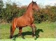 Quiz Galop 1