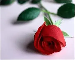 De quelle plante s'agit-il ?