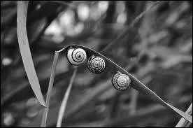 Ces animaux sont des...