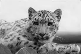 Cet animal est un...