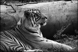 Qu'il est majestueux ce...