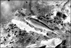 Quel est ce petit animal ?