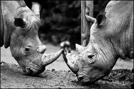 Quels sont ces animaux ?