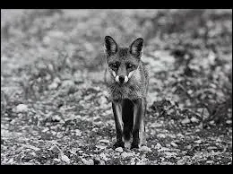 Quel est cet animal ?