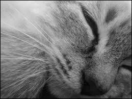 Comment se nomme cet animal ?