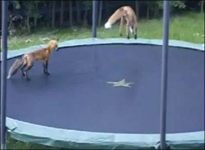 Dans quelle ville le trampoline est-il apparu aux Jeux Olympiques pour la premire fois ?