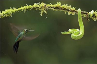 Dans lequel de ces trois pays pouvez-vous admirer une seule espce de colibri ?