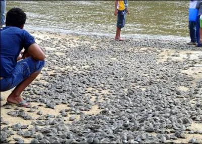 Quels animaux identifiez-vous sur cette plage ?