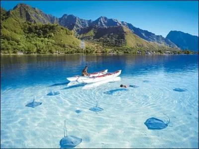 Quels poissons reconnaissez-vous sur cette photo ?