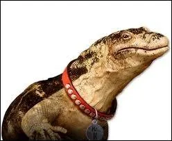 Comment s'appelle le lzard ?
