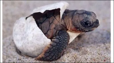 Que se passe-t-il sur la  Isla Mujeres  depuis les annes 80 ?