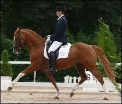  l'aide de la dfinition, trouve cette allure de dressage : je suis un trot plutt rapide.