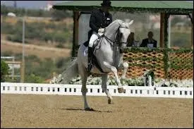 Ce cheval excute une figure magnifique qui est la/le :