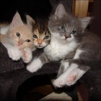 Comment s'appelle cette famille, homonyme de ces quelques lignes sur lesquelles on crit la musique ?