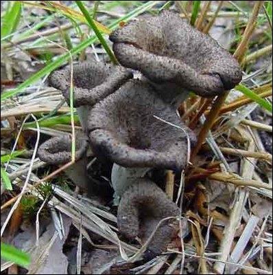 Comment s'appelle ce champignon, voquant un cuivre, et au nom pas trs gai ?