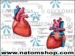 La membrane qui recouvre l'intrieur de notre cur s'appelle le (l')