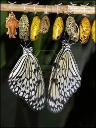 Comment appelle-t-on l'enveloppe qui protge la nymphe qui deviendra le papillon ?