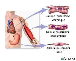 Lequel de ces muscles du corps humain se fatigue moins que l'autre ?