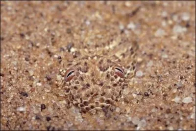 Quel animal est  l'affut dans ce dsert ?