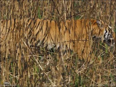 Terminons dans la simplicit avec cet animal en grand danger d'extinction !