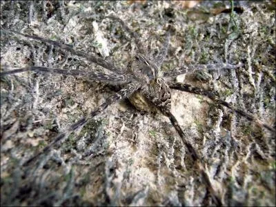 Celle-ci est un peu plus vidente,  quelle catgorie appartient l'animal de la photo ?