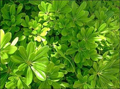 Sur cette photo, en regardant bien, vous verrez ...