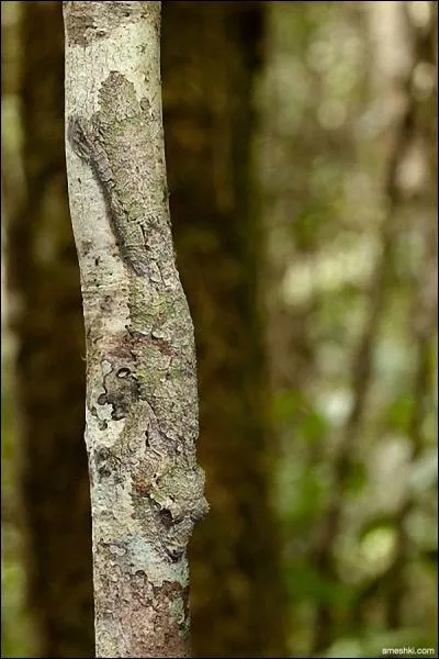 Ne prenez pas une vessie pour une lanterne, quel animal figure sur la photo ?