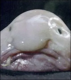 Cette crature serait un tre aquatique. Quel est son nom ?