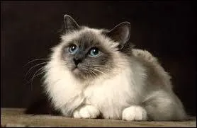 Un chat magnifique ! Mais de quelle race ?