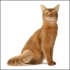 Comment se nomme cette race ?