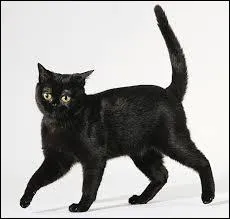 Comment se nomme celle-ci ?