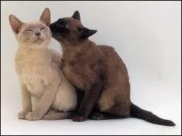 Voici deux magnifiques chatons qui sont...