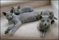 Robe bleue nuit, c'est...