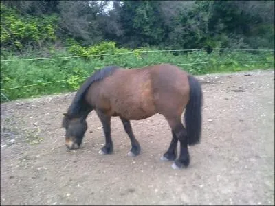 Quelle est cette robe ?