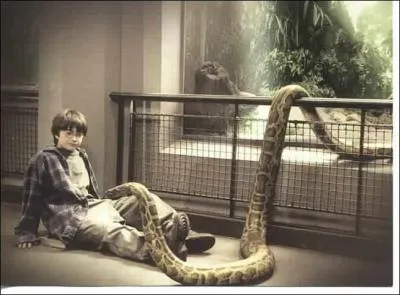 Dans le zoo � l'int�rieur de la cage des serpents, il y a une branche magique. Pourquoi ?