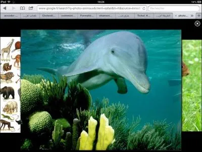 Les dauphins sont-ils tous gentils ?